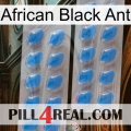 African Black Ant 23